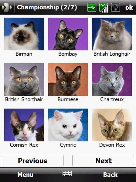 List of cat store breeds with pictures