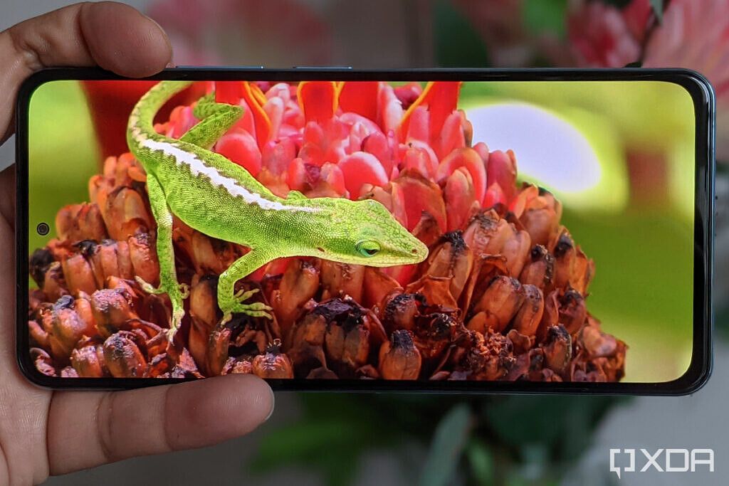 a lizard on red flowers on Xiaomi Mi 11X Pro display review