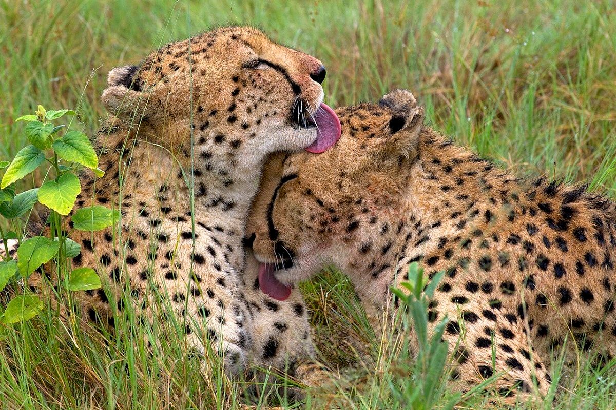 Photo of two Cheetahs