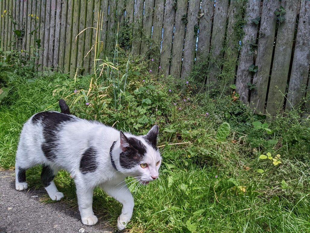 Fotografía tomada con Google Pixel 6a de un gato