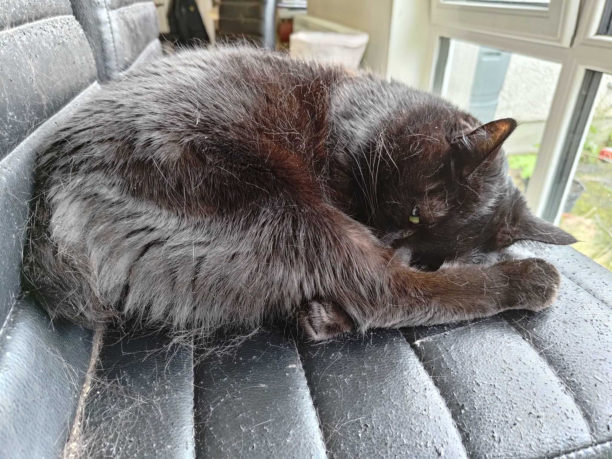 A black cat curled up in the sun