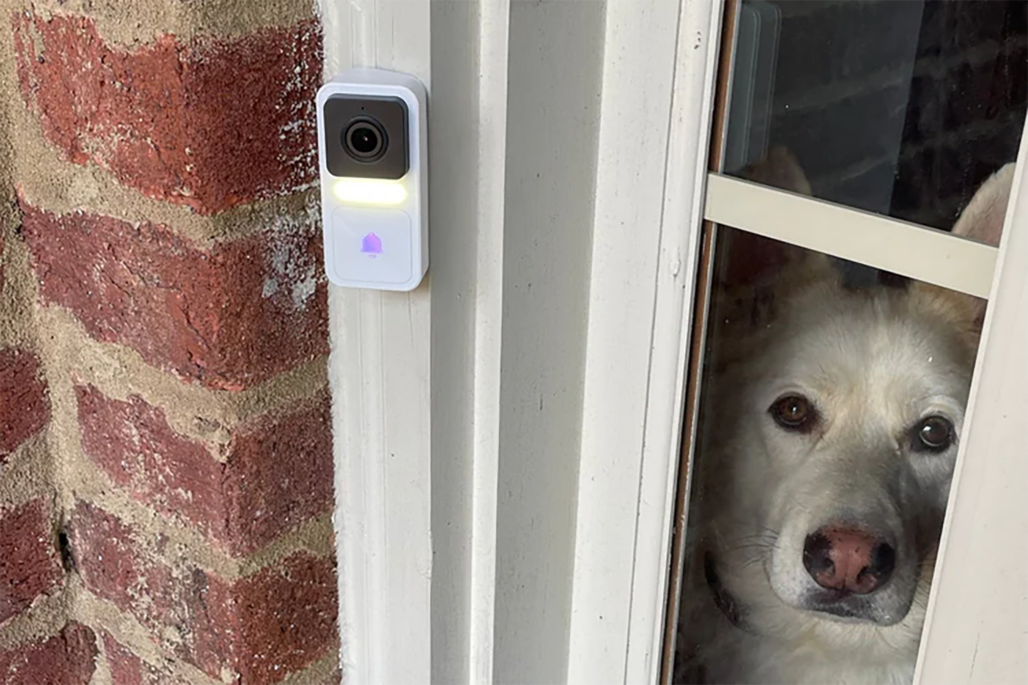 Wyze Video Doorbell installed on a white door pane next to a white dog looking out from inside the house.