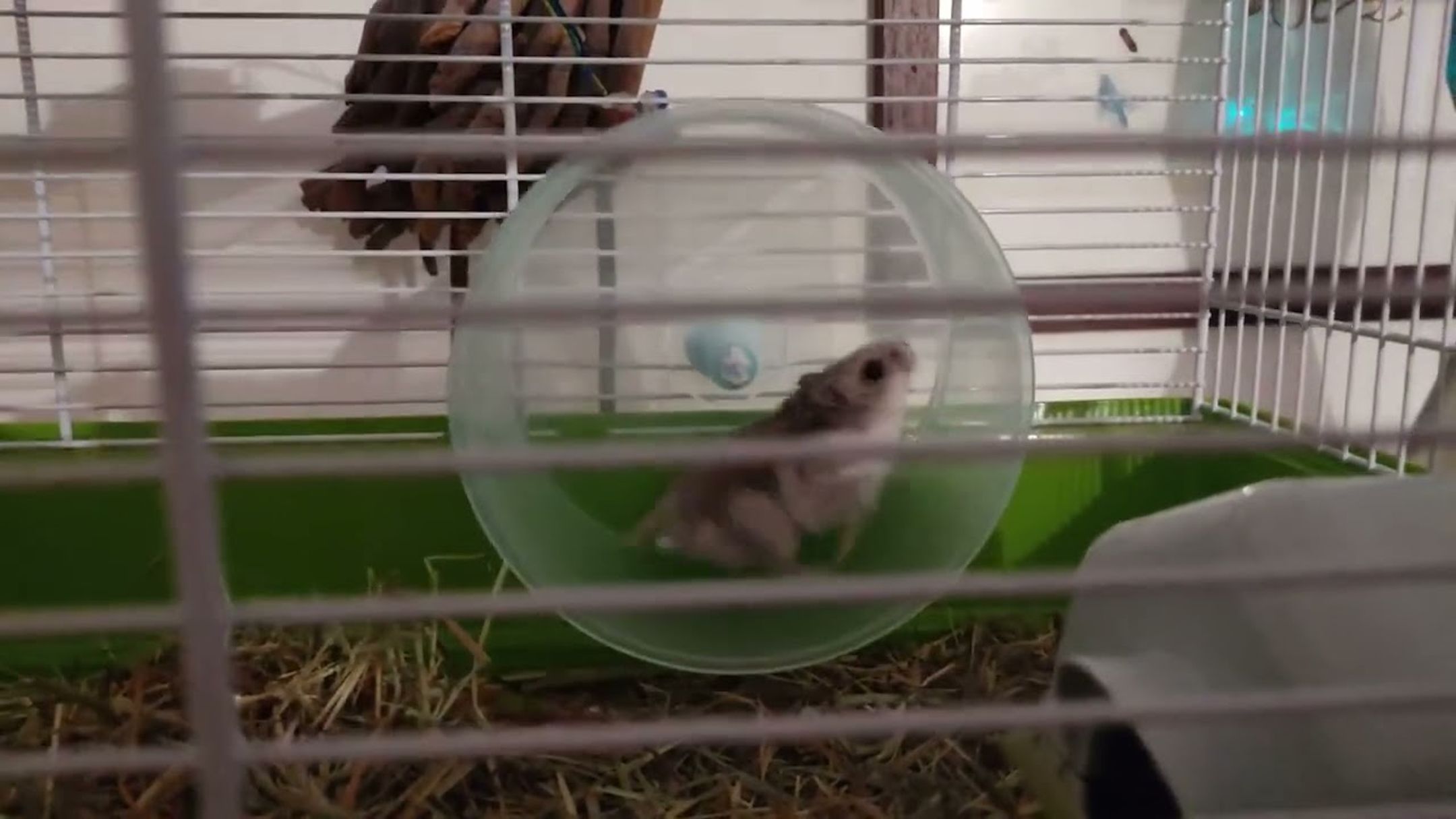 This DIY internet-connected hamster wheel lets you see how fast your fluffy friend is going