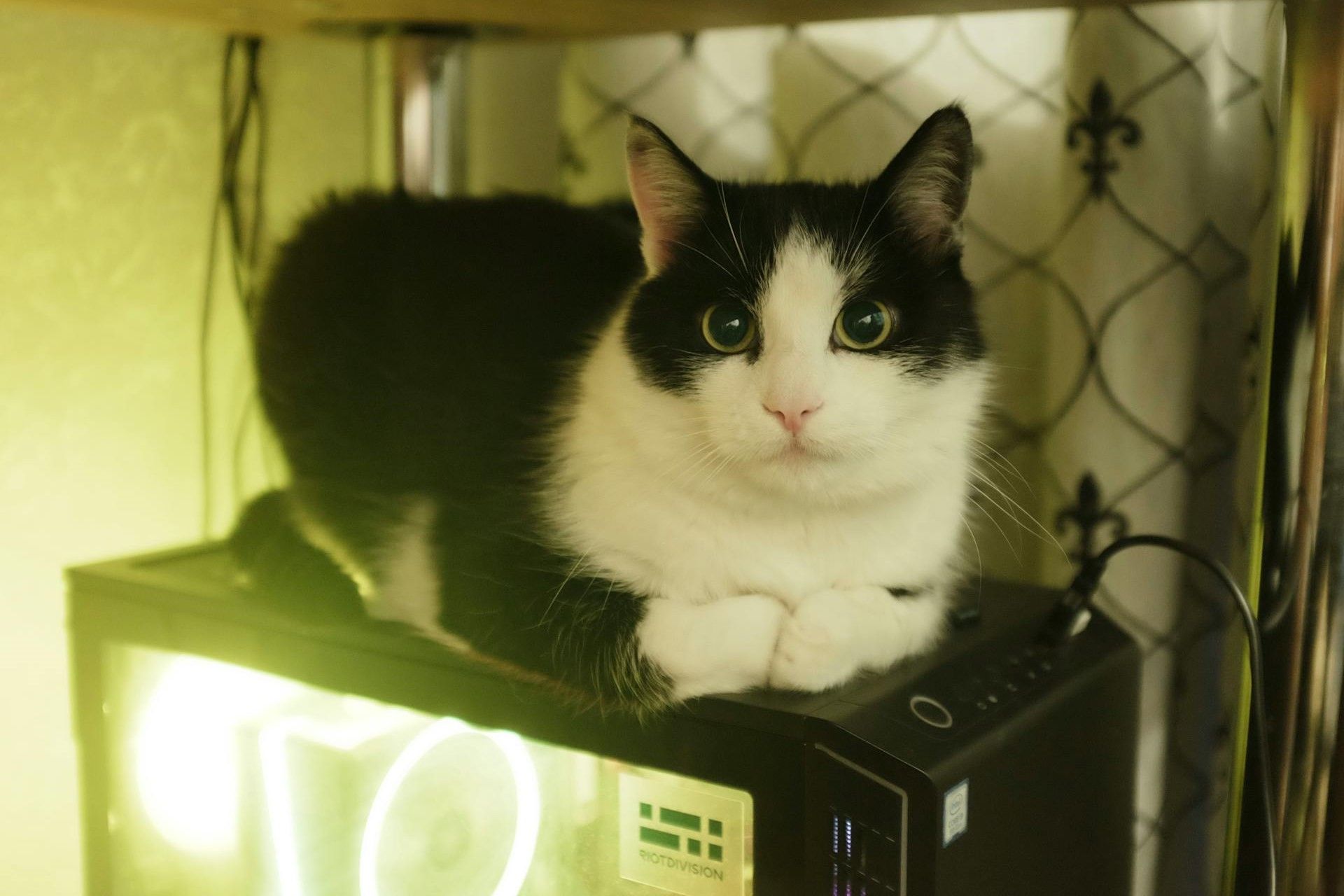 A white and black cat sitting on a black PC with RGB