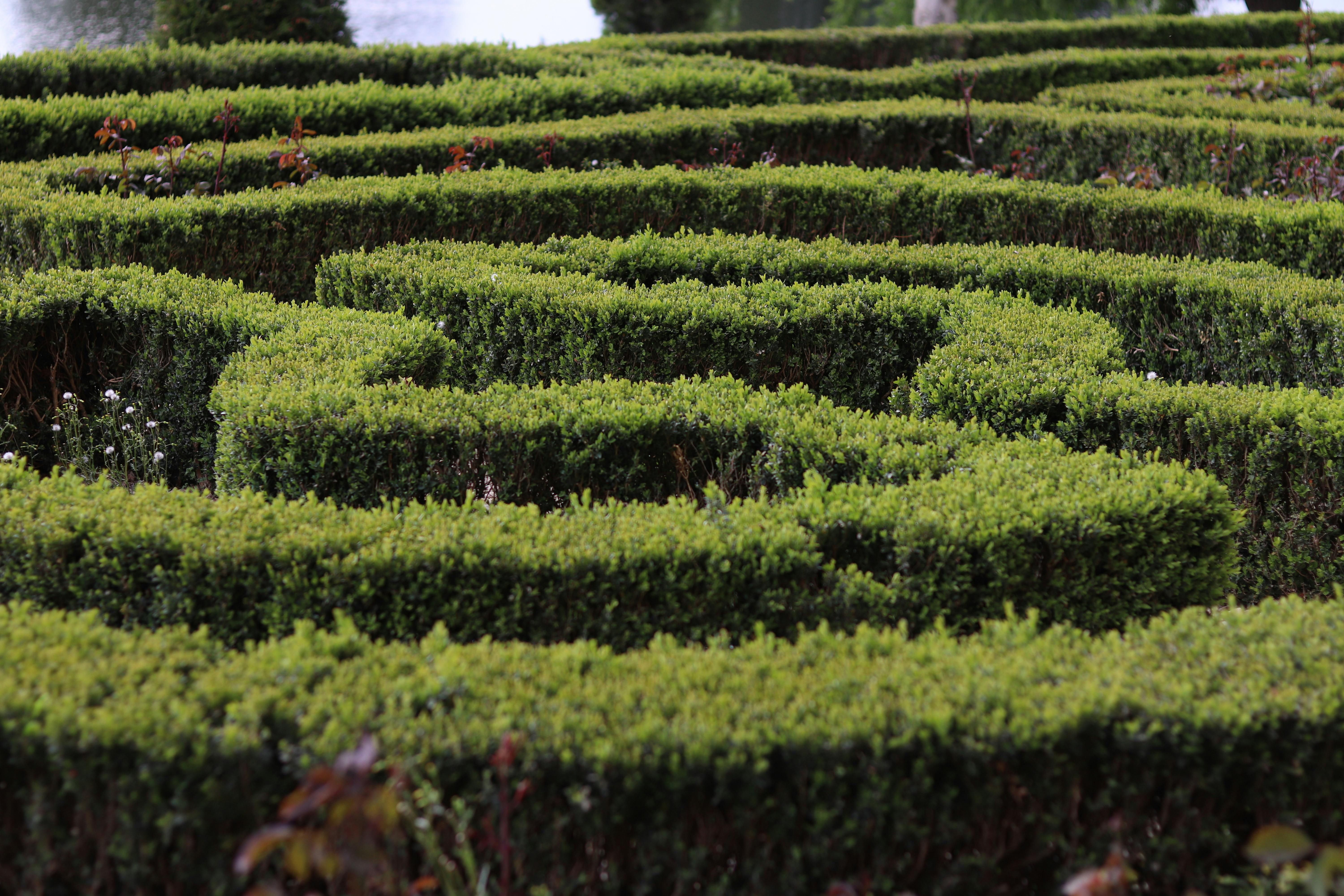 labyrinth of hedges suggesting time and resource expenditure like AI Labyrinth requires for AI crawlers