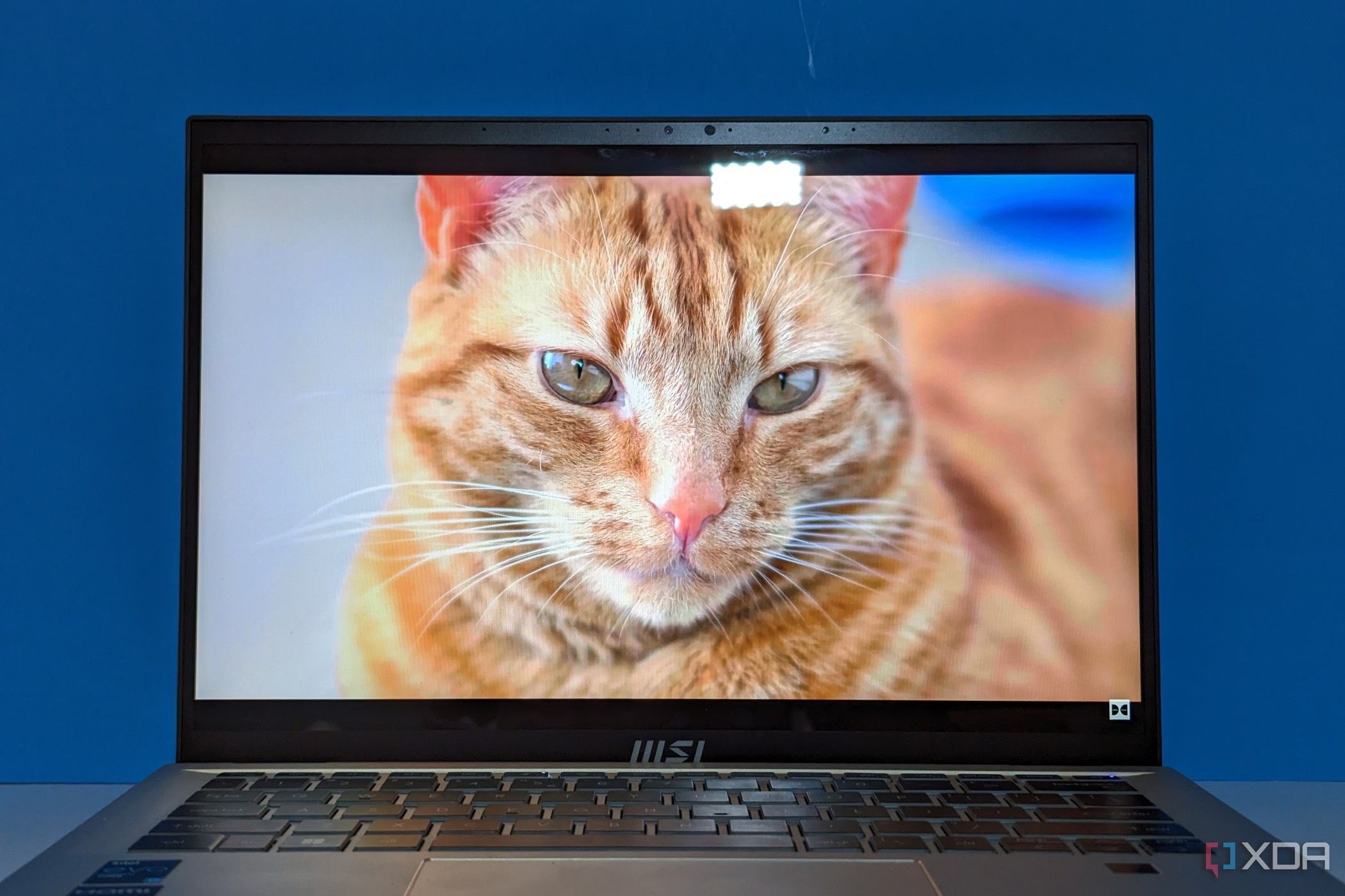 MSI Prestige 14 Evo showing a cat on the screen