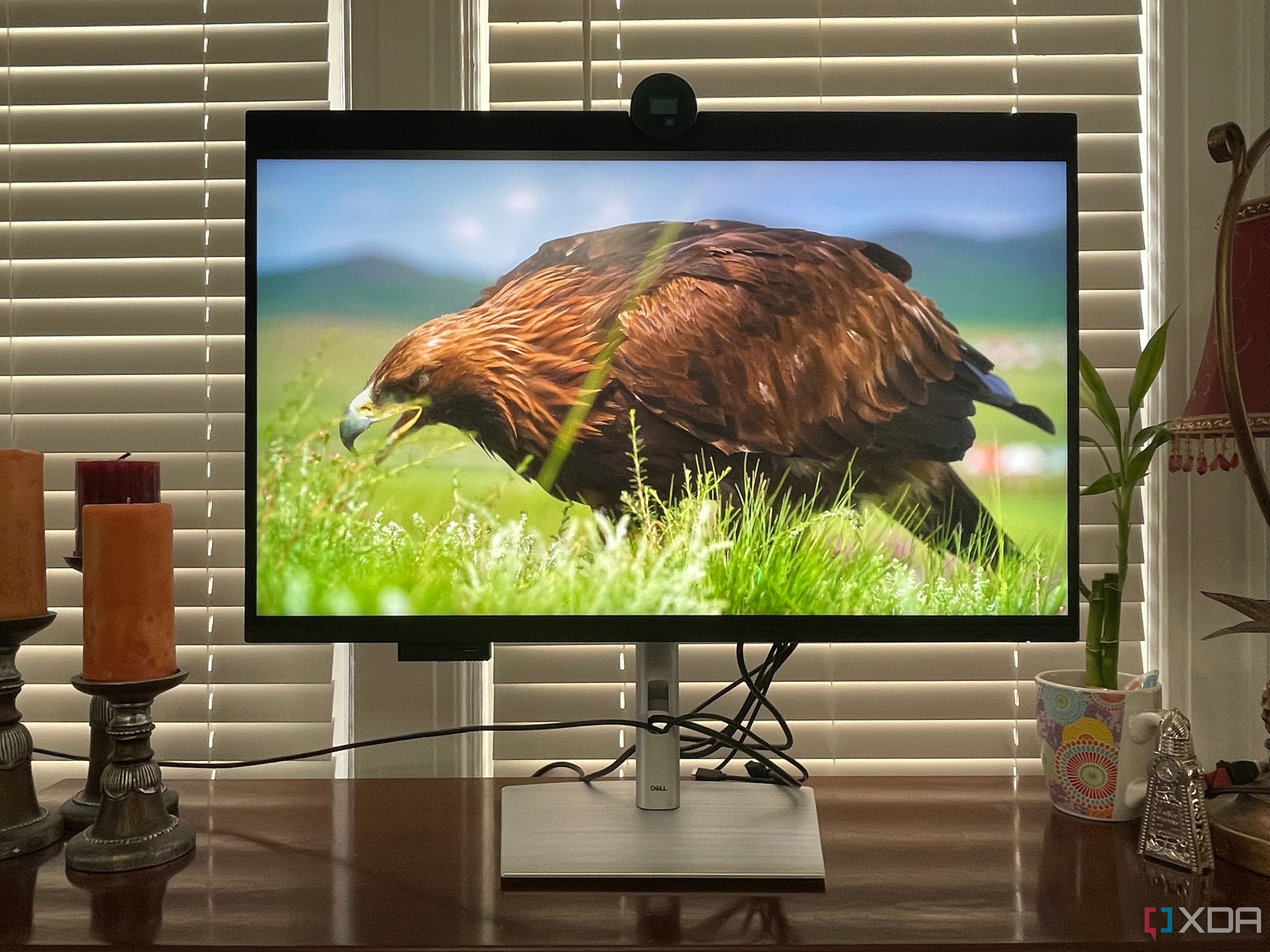 Image of a bird on the Dell UltraSharp 32 6K Monitor
