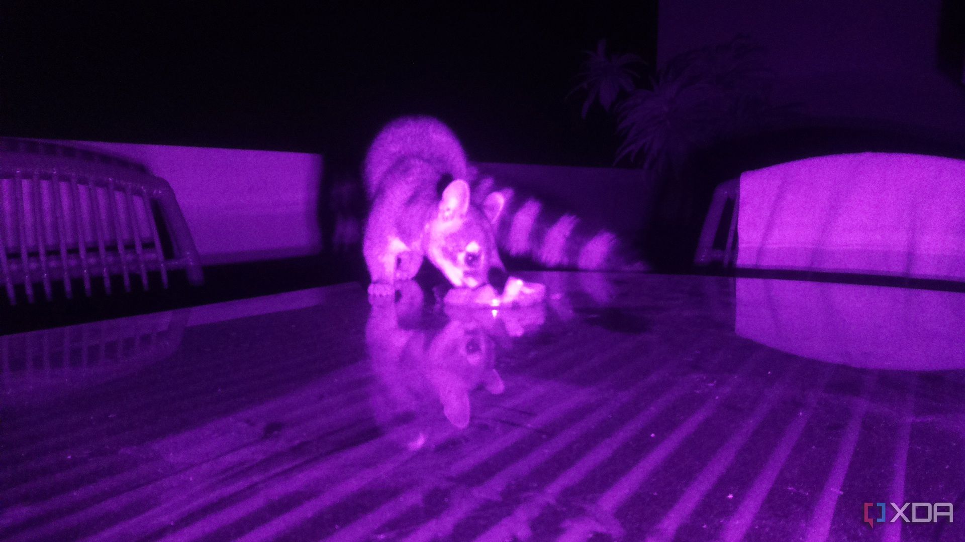 Un caimán comiendo sandía por la noche sobre una mesa